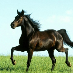 Андрей Бадмаев