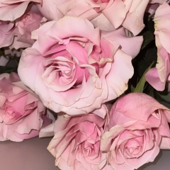 Ка С, Новосибирск