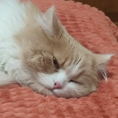 Владимир Александрович, 27.12