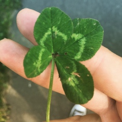 Елена Барышева, 30.11, Москва