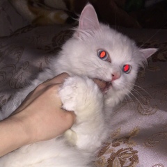 Сабина Вишневская, 26.03.2000, Новосибирск