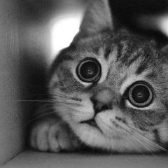 Naniitha RG, 03.12.1995