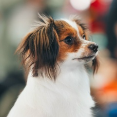 Ирина Евгеньева, Краснодар