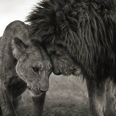 Leyla Nazirova, 31.12, Москва