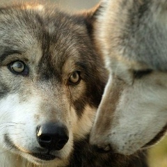 Алсу Чатанова, 20.03, Москва