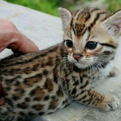 Сирож Кайюмов