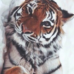 Маня Калашян, 08.12, Москва