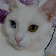 Людмила Овсянникова