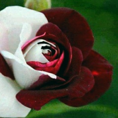 Red Rose, 20.07.2000