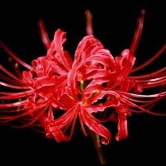 Leo Лятифова, 10.01.1989, Киев