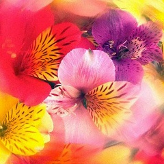 Александра Голиусова, 14.06, Киев