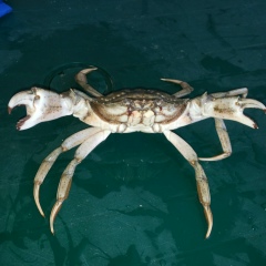 Алексей Алексеев, 26.09.1988, Архангельск