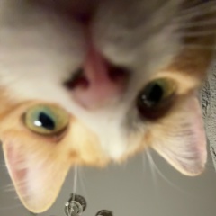 Виолетта Захарян, 22.11