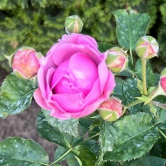 Sabina Kurbanova, 27.07.1989, Москва