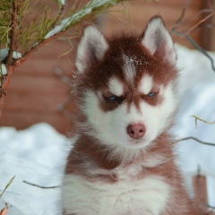 Юлия Ульянченко, Набережные Челны