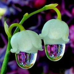 Maks Tuichievna, 01.02.1986, Москва