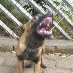 Narices En Accion, 26.09.1985