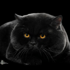 Иван Мироновский, 16.02, Брест