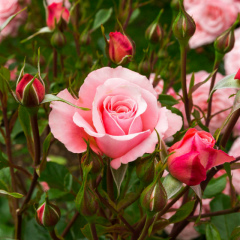 Ирина Мищенко, 27.02, Санкт-Петербург