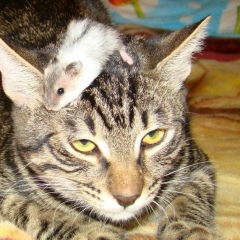 Елена Зорина, 28.02, Севастополь