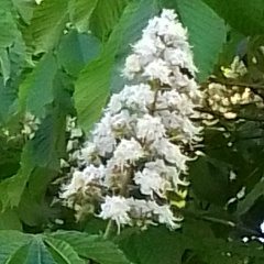 Дэвид Вэнс, Москва