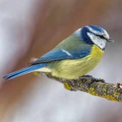 Лариса Губарева-Чепурненко, 24.09, Kfar Saba
