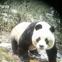 Myat Linn, 10.06.1979