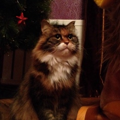 Сергей Тимербаев, 12.10