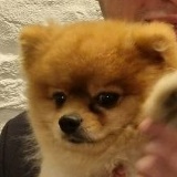 Lev Rudyak, 25.05.1993, Москва