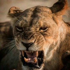 Ильяс Берсаев, 09.08.1997, Бишкек