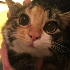 Варя Гулясович, Санкт-Петербург