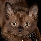 Ирина Шандру, 09.07.1989, Вознесенск