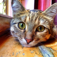 Чингизхан Садиров, 22.06, Алматы