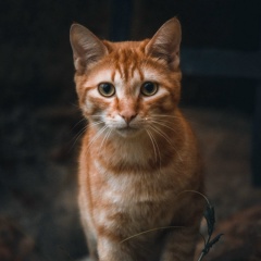 Иван Сергеев, 11.01, Ставрополь