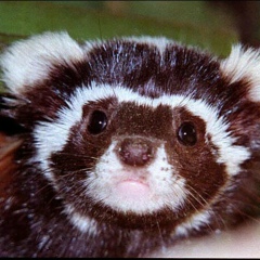 Nadezhda Favourite Ferret, 25.03, Красноярск