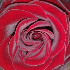 Алёнка Еленка, 22.04, Синельниково