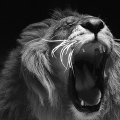 Віталік Левицький, 24.01, Львов