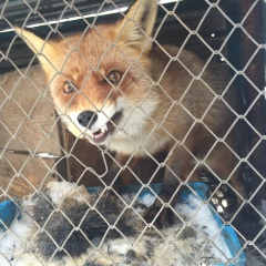 Константин Быков, 09.12.1984, Кривой Рог