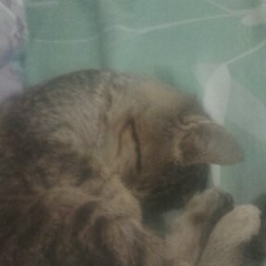 Элина Усманова