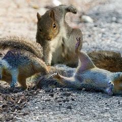 Dikii Lev, Казань