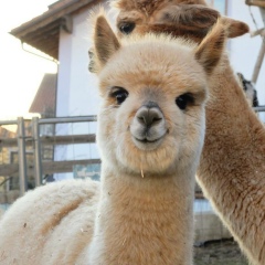 Мадина Набиханова, Актау