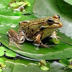 Танюша Слизевич, 25.09, Кировск