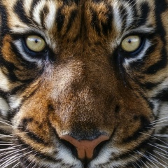 При Вет, 15.10, Санкт-Петербург