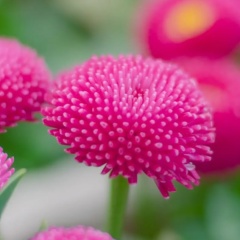 Tun-La Min, 12.03.1986