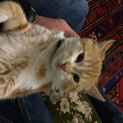 Ахмед Ахмедов, 07.08.1992, Махачкала