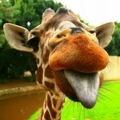 Эл Ка, 24.07.1989, Санкт-Петербург