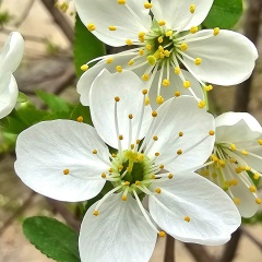 Ирина Мунусова, Шымкент