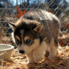 Даниил Антонов, 20.07.1998, Шелангер