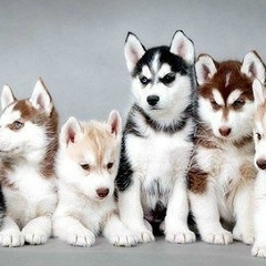 Илья Витковский, 21.03.1994, Красноярск