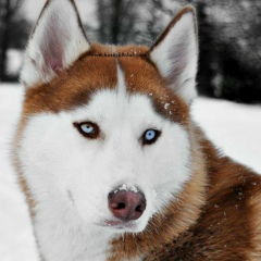 Anano Batselashvili, 15.02.1996, Рустави